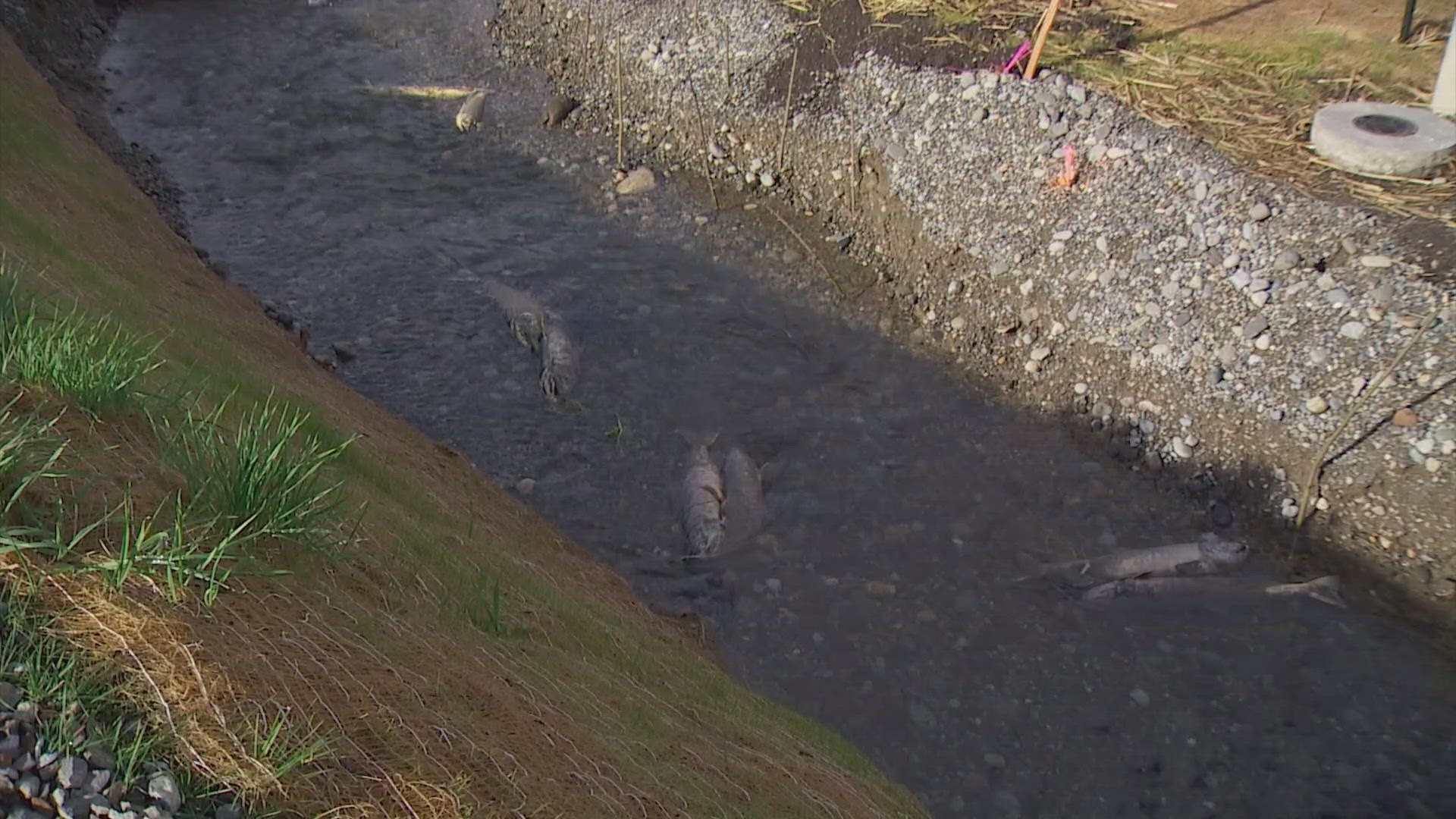 King County replaced two old, narrow pipes under Southeast 432nd Street with a box culvert. The goal of the project was to reduce flooding and improve fish passage. 